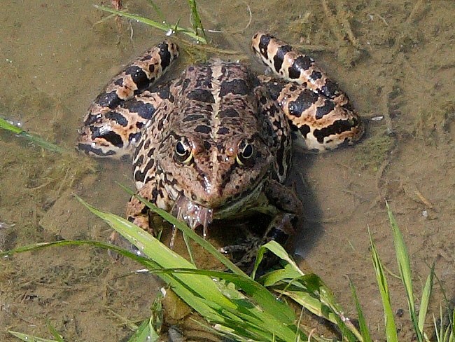 Rana mangia rana (Pelophylax sp., prov. Cuneo)